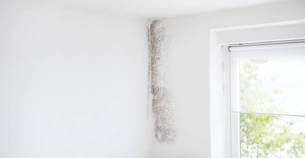 Best Water Damage & Mold Remediation  in South Apopka, FL