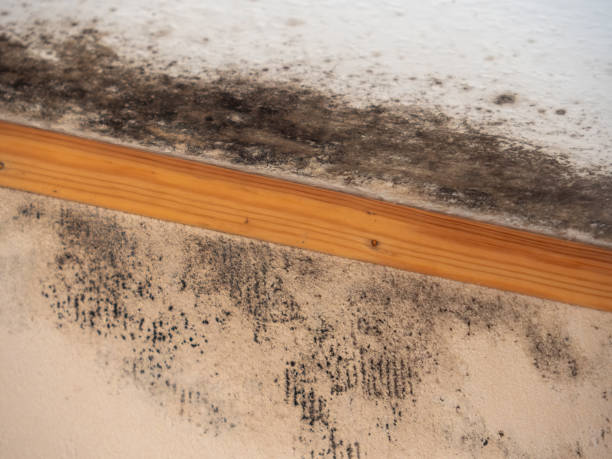 Best Black Mold Removal  in South Apopka, FL