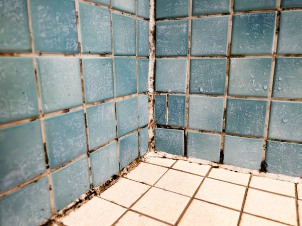 Reliable South Apopka, FL Mold Removal Solutions