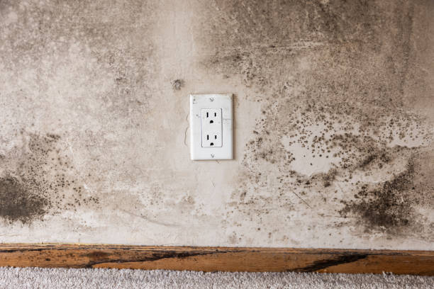 Best Commercial Mold Inspection  in South Apopka, FL