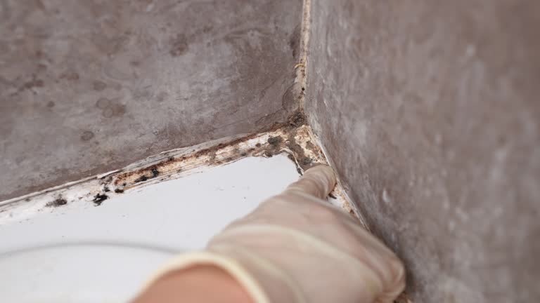 Best Mold-Related Health Consultation  in South Apopka, FL