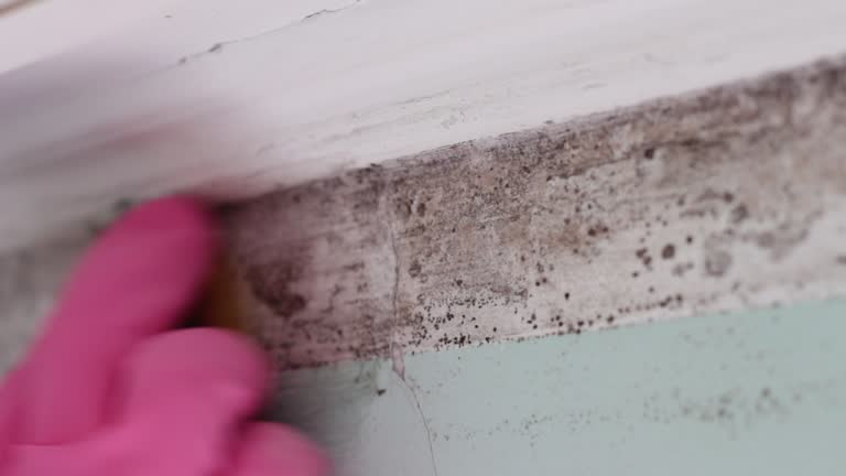 Best Post-Construction Mold Inspection  in South Apopka, FL